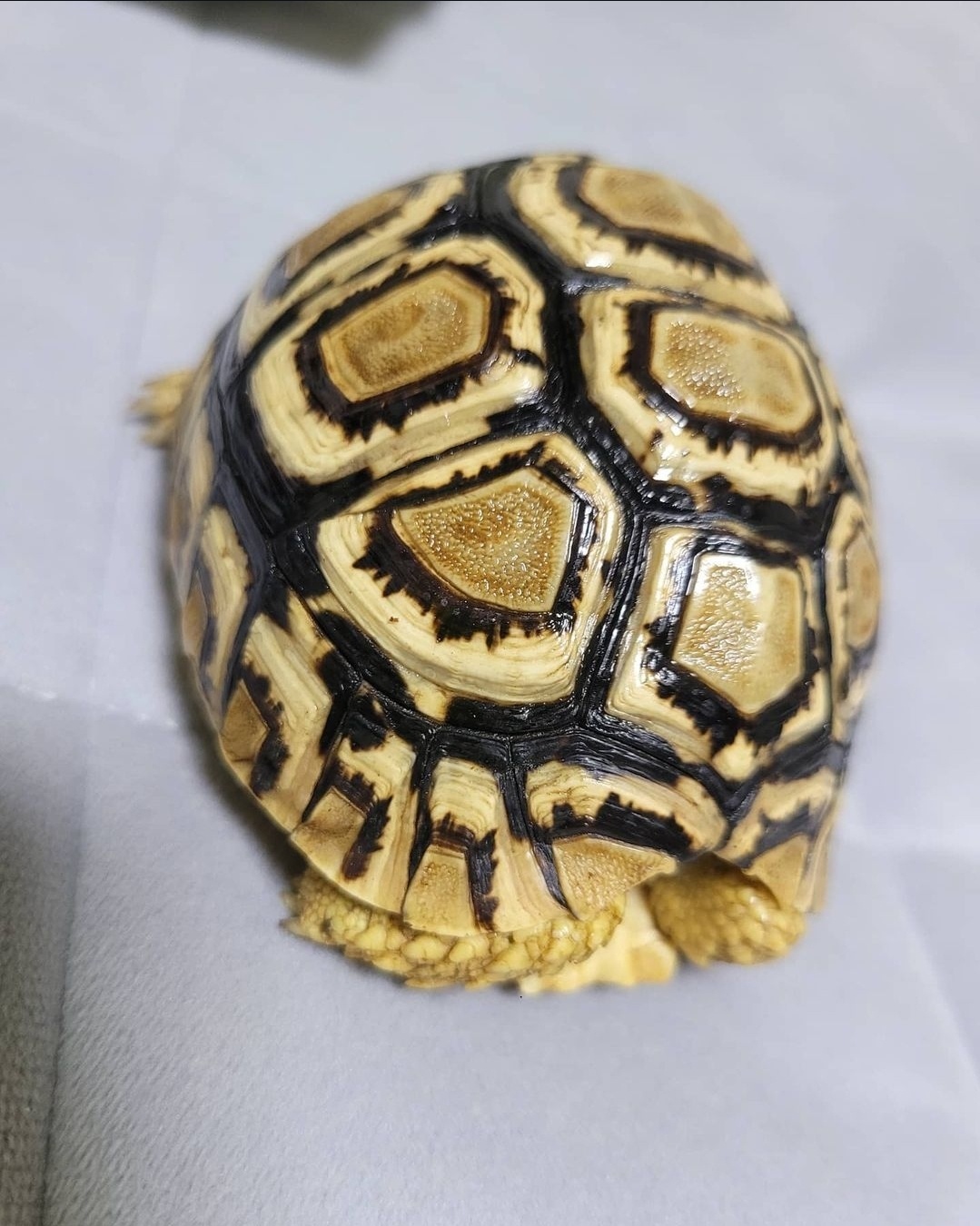 Rocky the Tortoise