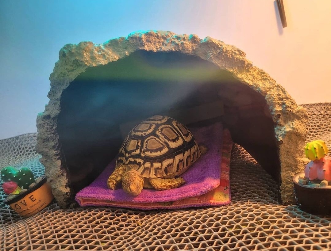 Rocky the Tortoise